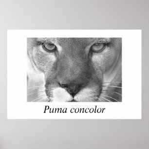 Cougar- Puma-concolor Poster