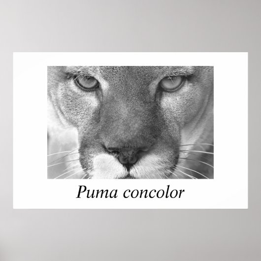 Cougar- Puma-concolor Poster (Voorkant)