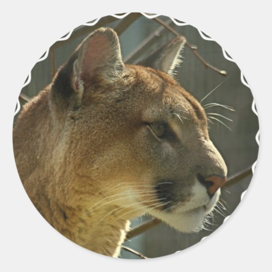 Cougar Puma Stickers (Voorkant)