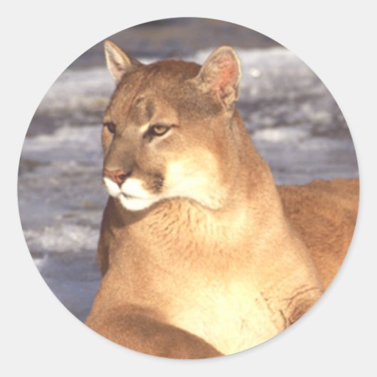 Cougar Rest Ronde Sticker (Voorkant)