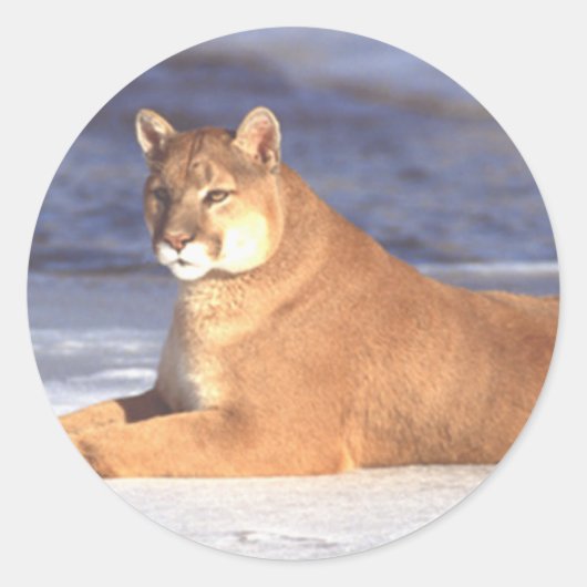 Cougar Resting Ronde Sticker (Voorkant)