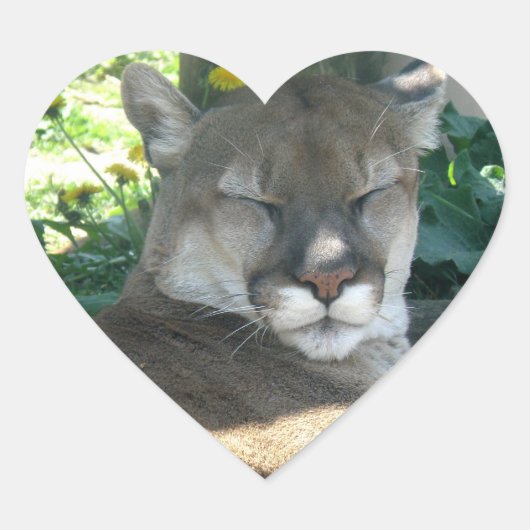 Cougar Sticker (Voorkant)
