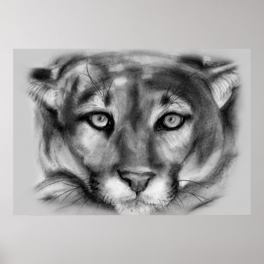 Cougar-tekening Poster (Voorkant)