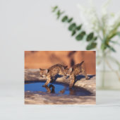 cougar twin cubs briefkaart (Staand voorkant)