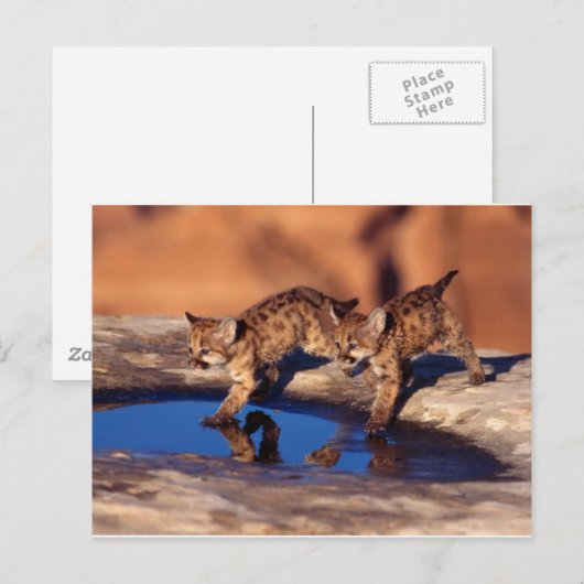 cougar twin cubs briefkaart (Voorkant / Achterkant)