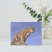 Cougar Watch Briefkaart (Staand voorkant)