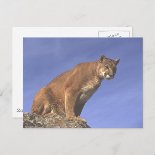 Cougar Watch Briefkaart (Voorkant / Achterkant)