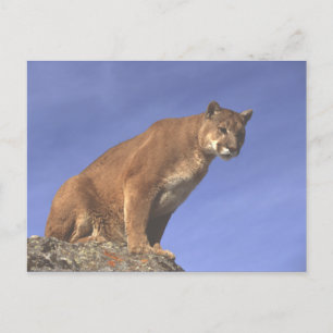 Cougar Watch Briefkaart