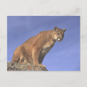 Cougar Watch Briefkaart (Voorkant)