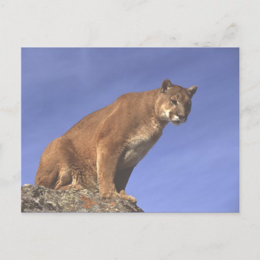 Cougar Watch Briefkaart (Voorkant)