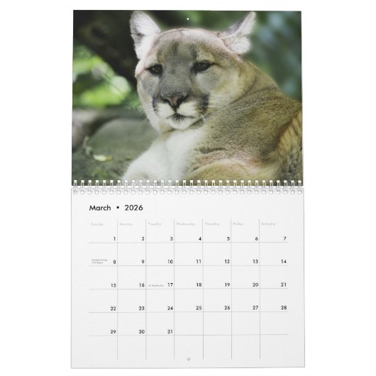 Cougar Wild Cat Kalender (Mar 2026)