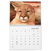 Cougars wandkalender kalender (Jan 2027)