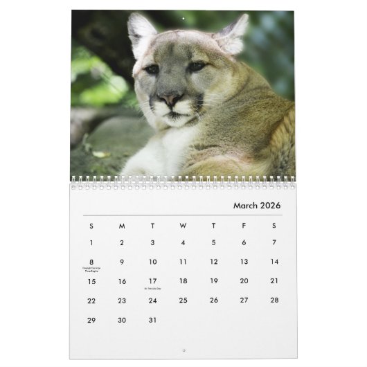Cougars wandkalender kalender (Mar 2026)