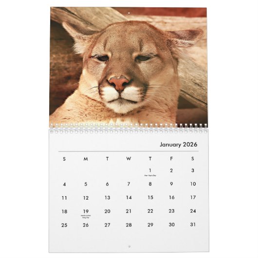 Cougars wandkalender kalender (Jan 2026)