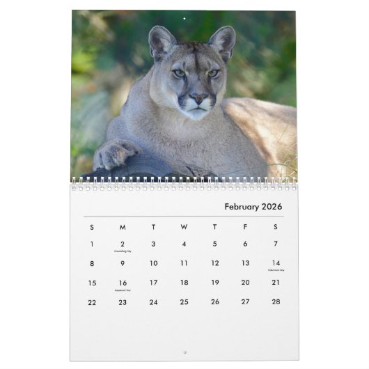 Cougars wandkalender kalender (Feb 2026)