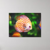 coulerful fish canvas afdruk (Voorkant)