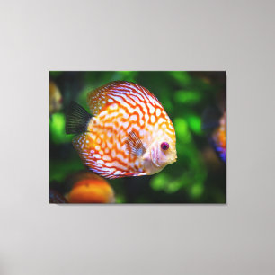 coulerful fish canvas afdruk