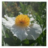 Coulter's Matilija Poppy Tegeltje (Voorkant)