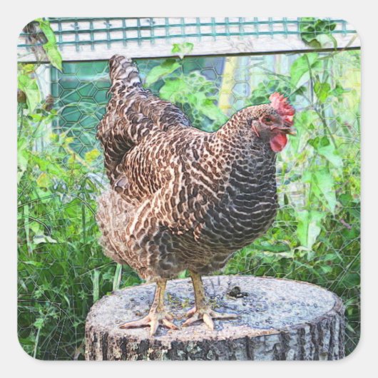 Country Chicken Stickers (Voorkant)