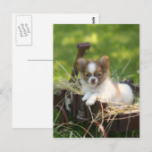 CountryBumpkin Briefkaart (Voorkant / Achterkant)