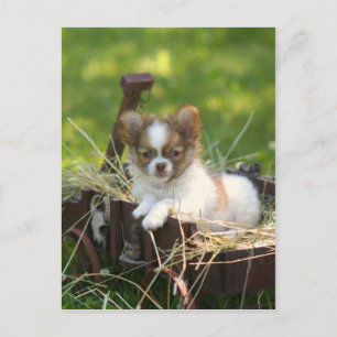 CountryBumpkin Briefkaart