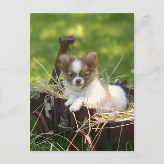 CountryBumpkin Briefkaart (Voorkant)