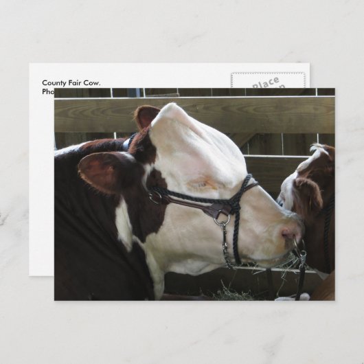 County Fair Koe Briefkaart (Voorkant / Achterkant)
