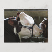 County Fair Koe Briefkaart (Voorkant)