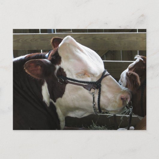 County Fair Koe Briefkaart (Voorkant)