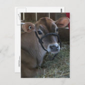 County Fair Koe Briefkaart (Voorkant / Achterkant)