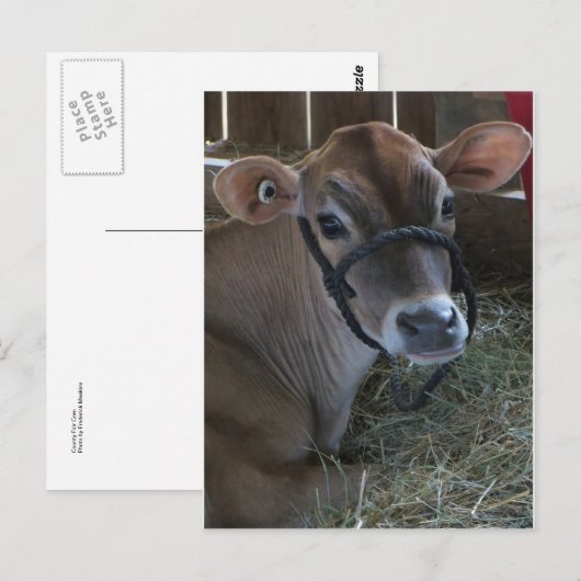 County Fair Koe Briefkaart (Voorkant / Achterkant)