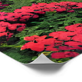 Couple in The Park-56476 Poster (Hoek)