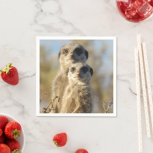 Couple of Meerkats Photo Servet (Insitu)