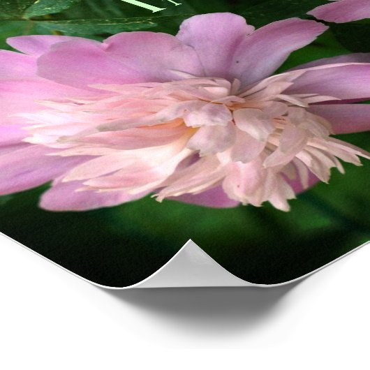 Courage Peony Flower Abstract Inspirerend Poster (Hoek)