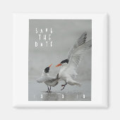 Courting Royal Terns, Save the Date Magnet (Voorkant)