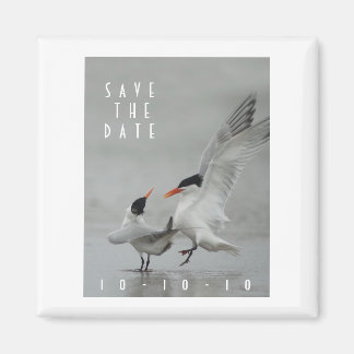Courting Royal Terns, Save the Date Magnet