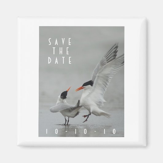 Courting Royal Terns, Save the Date Magnet (Voorkant)