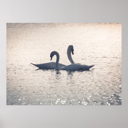 Courting Swans Nature Photo Poster (Voorkant)