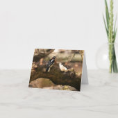 "Courtship" (Downy Woodpeckers) - Blank Note Kaart (Voorkant)