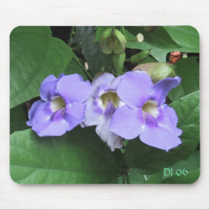 Courtyard bloemen, DJ 06 Muismat