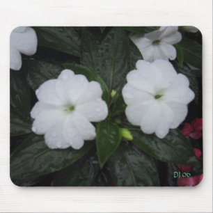 Courtyard blooms, DJ 06 Muismat