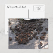 Covey of Bobwhite Quail Briefkaart (Voorkant / Achterkant)