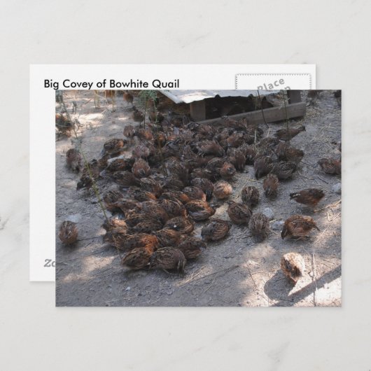 Covey of Bobwhite Quail Briefkaart (Voorkant / Achterkant)