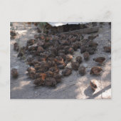 Covey of Bobwhite Quail Briefkaart (Voorkant)