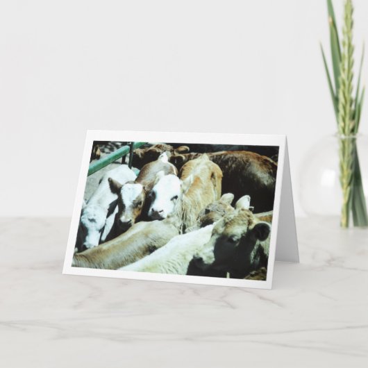 Cow Babies Card Kaart (Voorkant)