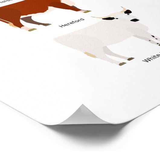 cow breeds poster (Hoek)