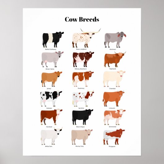 cow breeds poster (Voorkant)