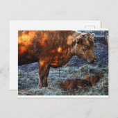 Cow & Calf - Postcard Briefkaart (Voorkant / Achterkant)