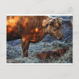 Cow & Calf - Postcard Briefkaart