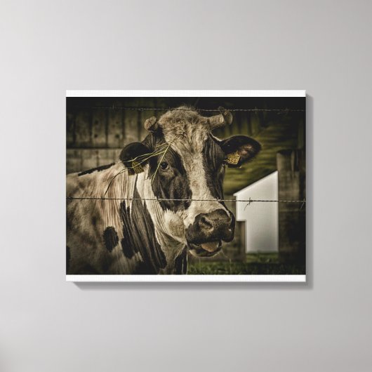 cow canvas afdruk (Voorkant)